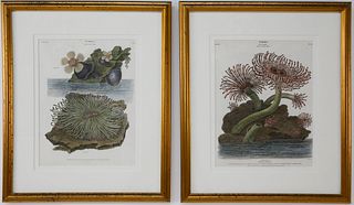 Two Hand Colored Lithographs of Corals, 19th Century
