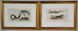 Two Hand Colored Lithographs of Reptile Species, 19th Century