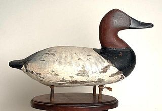 Canvasback Drake from the Chesapeake