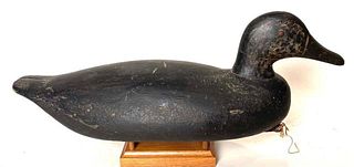 Black Duck from New Jersey