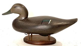 Black Duck by Madison Mitchell