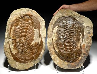 Huge Fossilized Double Paradoxides Trilobites & Imprint