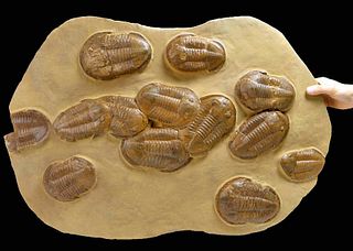 Massive Fossilized Asaphus Trilobites in Matrix