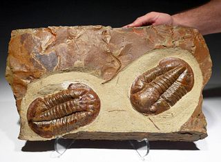 2 Fossilized Red Asaphus Trilobites in Limestone Matrix