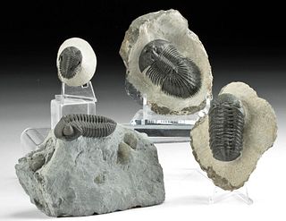 4 Fossilized Trilobites & Brachiopods w/ Matrices