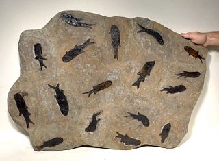Large Fossilized Permian Paramblypterus Fish Matrix