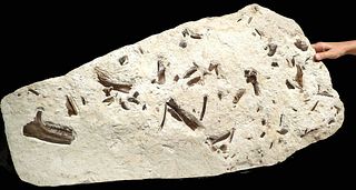 Rare Fossilized Plagiolophus 3-Toed Horse Bones Matrix
