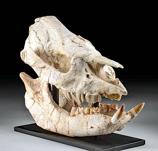 Rare Fossilized Chilotherium Rhino Skull
