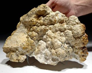 Rare Fossilized Stromatolite Cyanobacteria Colony