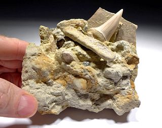 Prehistoric Fossilized Mako Shark Tooth in Matrix