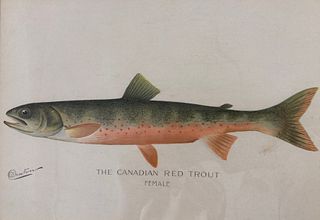 1897 DENTON The Canadian Red Trout FEMALE color litho