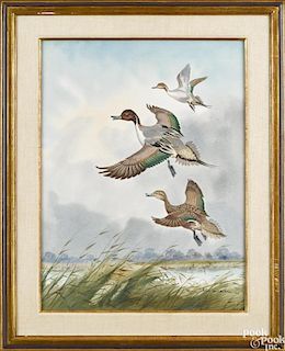 Robert Milliken (English 1920-2014), watercolor duck painting, titled Pintails - Getting Up