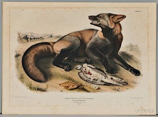 Audubon, John James (1785-1851) American Cross Fox,   Plate VI.