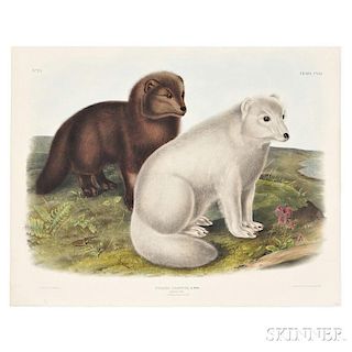 Audubon, John James (1785-1851) Arctic Fox,   Plate CXXI.
