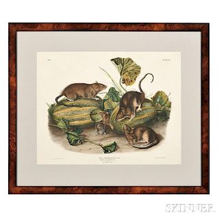 Audubon, John James (1785-1851) Brown or Norway Rat,   Plate LIV.