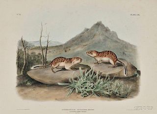Audubon, John James (1785-1851) California Marmot Squirrel,   Plate CIX.