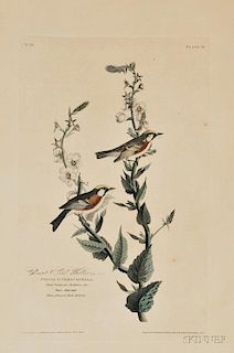 Audubon, John James (1785-1851) Chestnut-sided Warbler,   Plate 59.