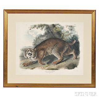 Audubon, John James (1785-1851) Common American Wild Cat,   Plate I.
