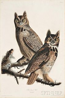 Audubon, John James (1785-1851) Great Horned Owl,   Plate 61.