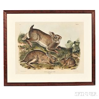Audubon, John James (1785-1851) Grey Rabbit,   Plate XXII.