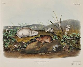 Audubon, John James (1785-1851) Hudson's Bay Lemming,   Plate CXIX.