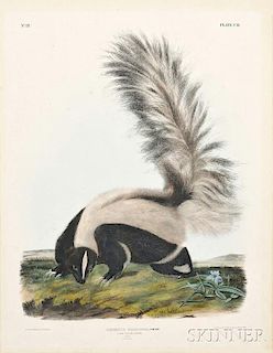 Audubon, John James (1785-1851) Large-tailed Skunk,   Plate CII.