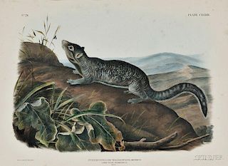 Audubon, John James (1785-1851) Large-Tailed Spermophile,   Plate CXXXIX.