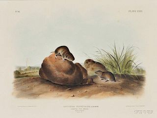 Audubon, John James (1785-1851) Lecontes Pine Mouse,   Plate LXXX.