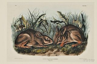 Audubon, John James (1785-1851) Marsh Hare,   Plate XVIII.