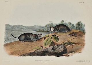Audubon, John James (1785-1851) Mole-shaped Pouched Rat,   Plate CX.