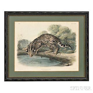 Audubon, John James (1785-1851) Ocelot or Leopard Cat, Male,    Plate LXXXVI.