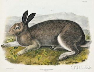 Audubon, John James (1785-1851) Polar Hare,   Plate XXXII.