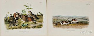 Audubon, John James (1785-1851) Pouched Jerboa Mouse   [and] Canada Pouched Rat,   Plate CXXX.