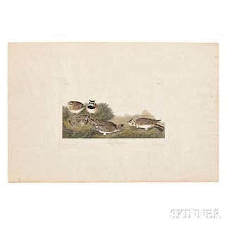 Audubon, John James (1785-1851) Shore Lark,   Plate CC.