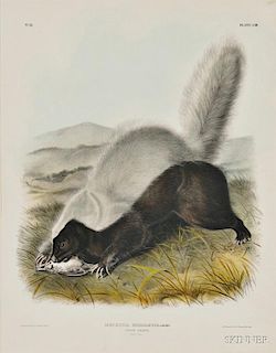 Audubon, John James (1785-1851) Texan Skunk,   Plate LIII.