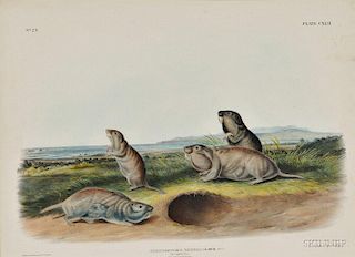 Audubon, John James (1785-1851) The Camas Rat,   Plate CXLII.