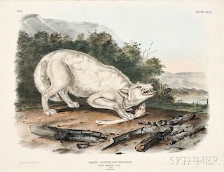 Audubon, John James (1785-1851) White American Wolf,   Plate LXXII.