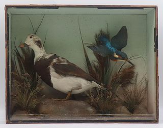 Victorian Taxidermy Shadow Box of Birds.