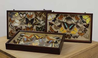 Three cases of preserved butterflies,