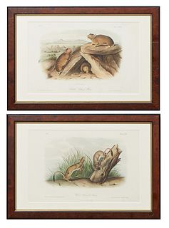 John James Audubon (1785-1851, Haitian/American), Two Octavo Prints, 19th c., consisting of "Little Chief Hare," No. 17, Plate 83, and "White Weasel,"
