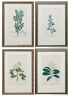 G. Worley, "Four Botanical Prints, "Ardisia Pickerinigia," Plate 102, "Cercocarpus Ledifolius," Plate 51, "Inga Unguis Cati," Plate 54, and "Xanthoxyl