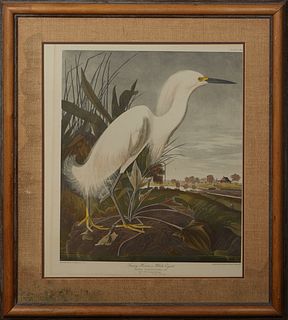 John James Audubon (1785-1851, American/Haitian), "Snowy Heron or White Egret," Plate 240, lithograph, Havell edition, presented in a wood frame, H.- 