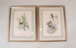 Two John Gould Hand-Colored Lithographs