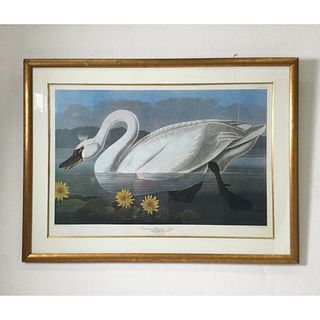Large Audubon Hand Colored Engraving of Common American Swan