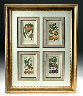 Framed 18th C. French Engravings of Fruits
