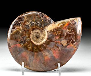 Fossilized Ammonite w/ Fiery Ammolite Surface