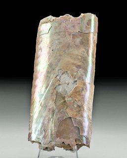 Stunning Fossilized Baculite Compressus w/ Nacre Shell
