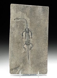 Fossilized Keichousaurus  Dinosaur in Stone Matrix