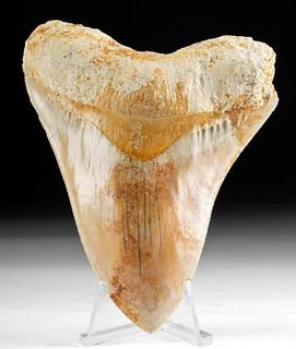 Large Fossilized Indonesian Megalodon Tooth