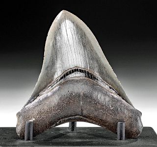 Pretty Fossilized North American Megalodon Tooth